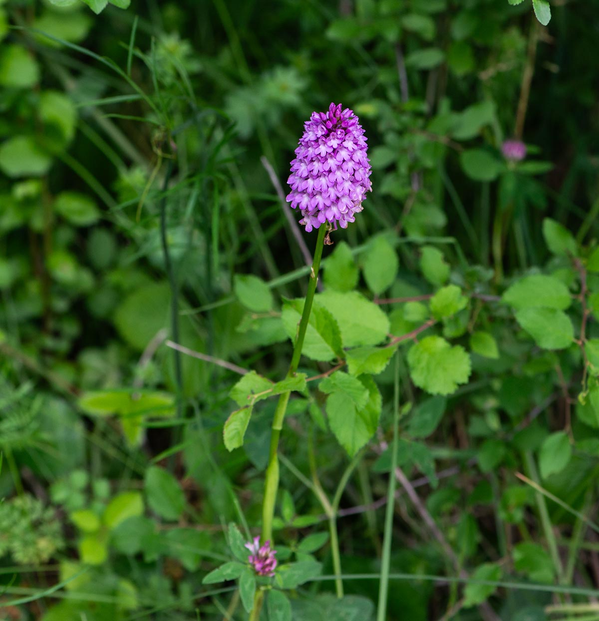 Habitus